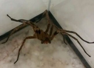 Picadas de aranhas são segunda maior causa de envenenamento, segundo Ministério da Saúde