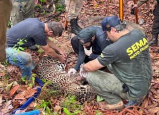 Onça-pintada é resgatada depois de cair dentro de poço de 5 metros de profundidade em Mato Grosso