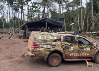 MATO GROSSO: mãe é presa por trabalho infantil depois de crianças serem flagradas com motosserras