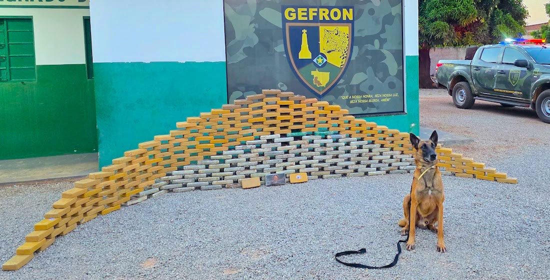 Cão farejador do Canilfron localizou a droga escondida em malas na cabine do caminhão