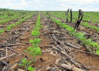 Fileiras de mudas de soja brotando em solo com restos de palha