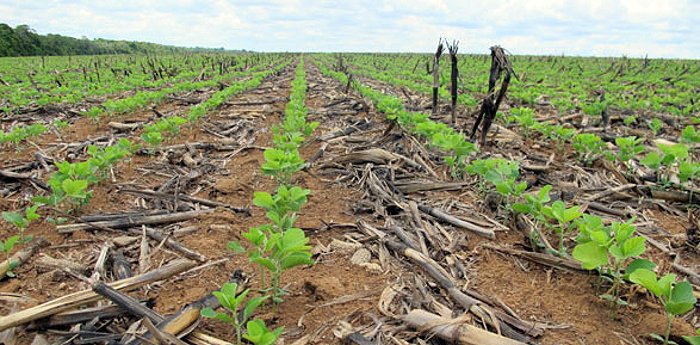 Fileiras de mudas de soja brotando em solo com restos de palha