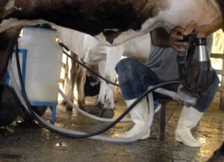 Produção de leite bate recorde mesmo com redução de vacas ordenhadas Produção de leite bate recorde mesmo com redução de vacas ordenhadas