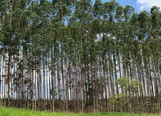 Fileiras de árvores de eucalipto em plantação de silvicultura