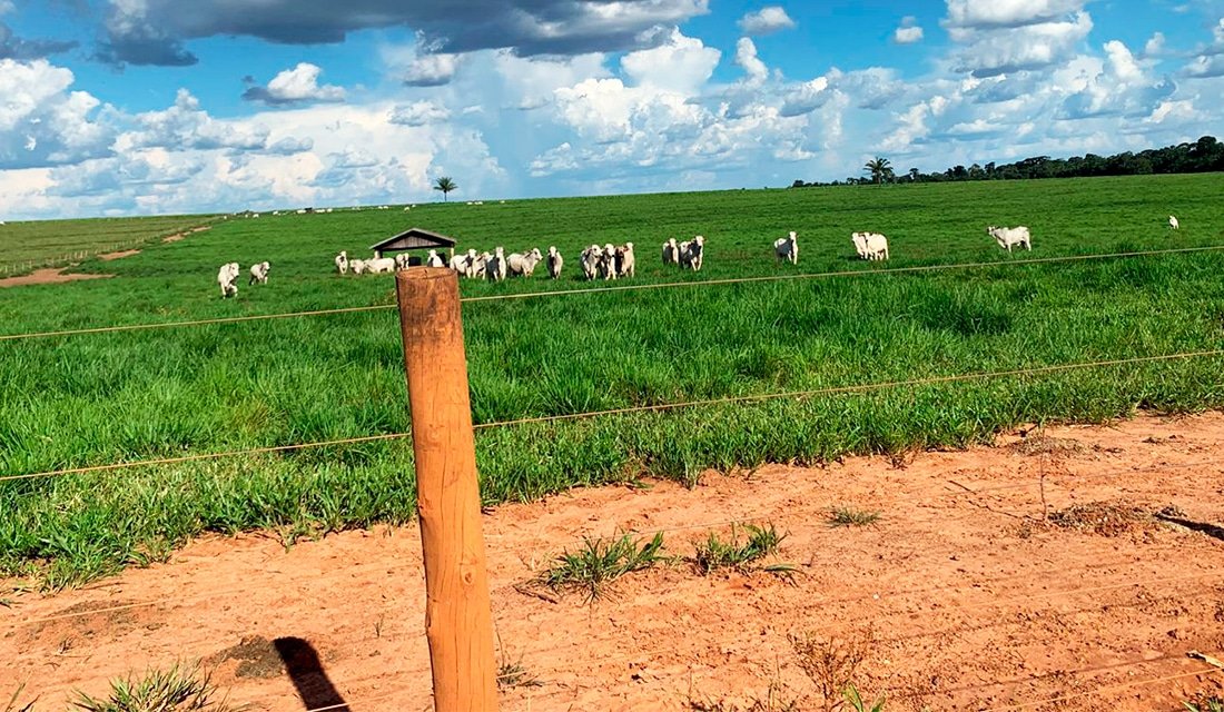 Rebanho bovino em pasto de Mato Grosso