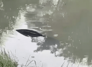 Carro submerso em lago às margens da BR-163 em Lucas do Rio Verde