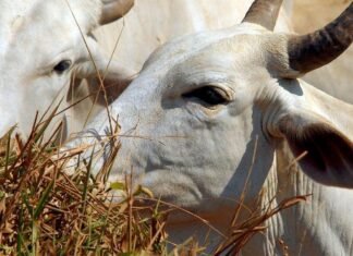 Carne brasileira passa a pagar tarifa de 67% para entrar na China Carne brasileira passa a pagar tarifa de 67% para entrar na China