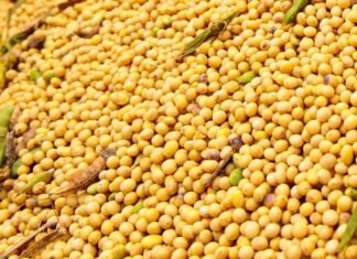 Grãos de soja amontoados com vagens