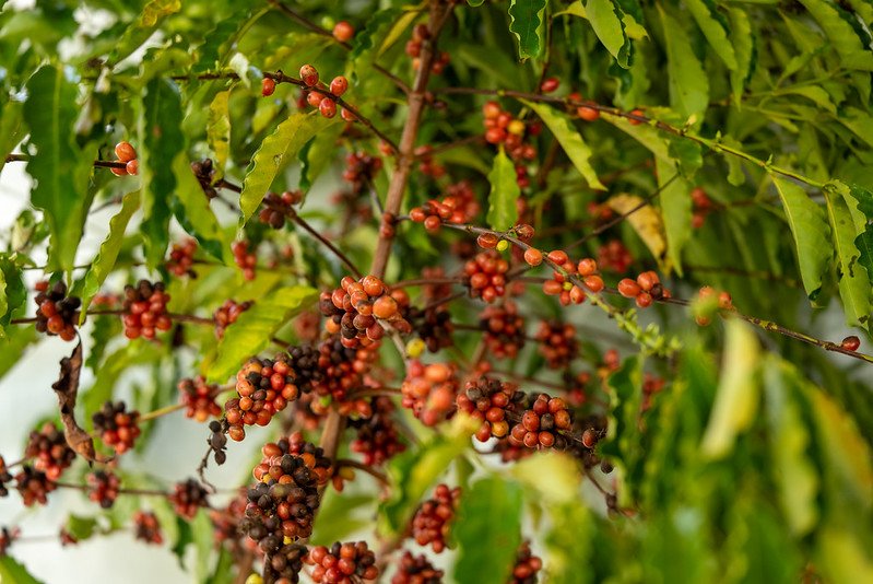 Lavoura de café em pequena propriedade do Noroeste de Mato Grosso