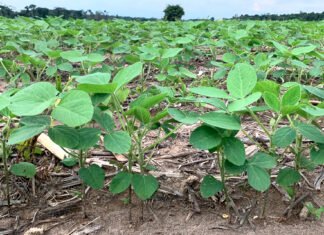 Plantação de soja em estágio inicial de crescimento, com folhas verdes sobre solo com restos de palhada