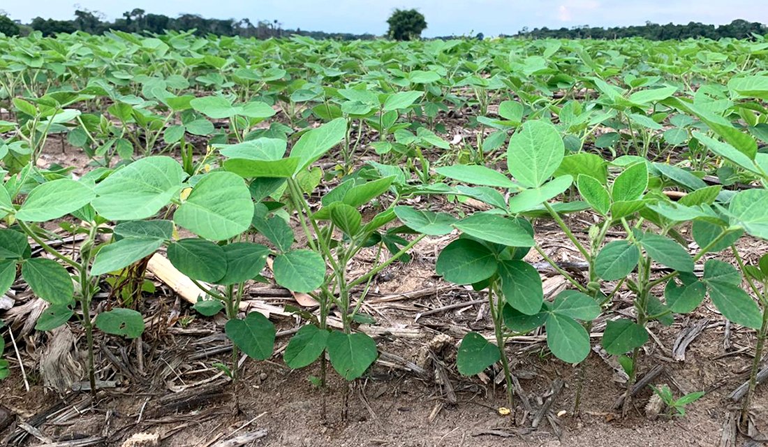 Plantação de soja em estágio inicial de crescimento, com folhas verdes sobre solo com restos de palhada