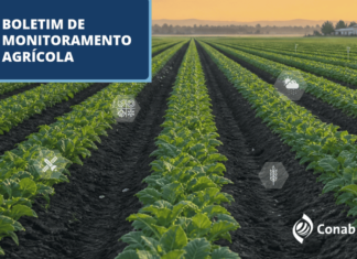 Plantio de soja avança em áreas irrigadas de Mato Grosso, aponta boletim da Conab Lavoura em fileiras ao amanhecer com identidade visual do Boletim de Monitoramento Agrícola da Conab