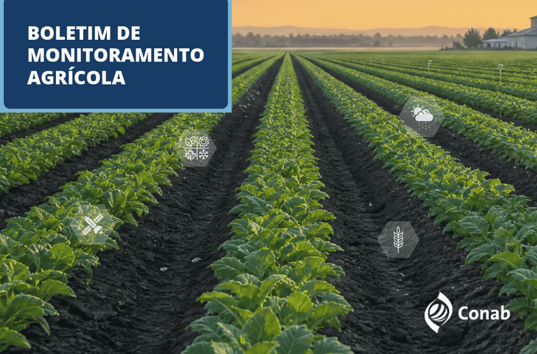 Lavoura em fileiras ao amanhecer com identidade visual do Boletim de Monitoramento Agrícola da Conab