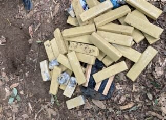 MATO GROSSO: polícia apreende 40 quilos de maconha e cocaína em área de mata em Lucas do Rio Verde Material apreendido pela Polícia Civil em área de mata no bairro Tessele Júnior