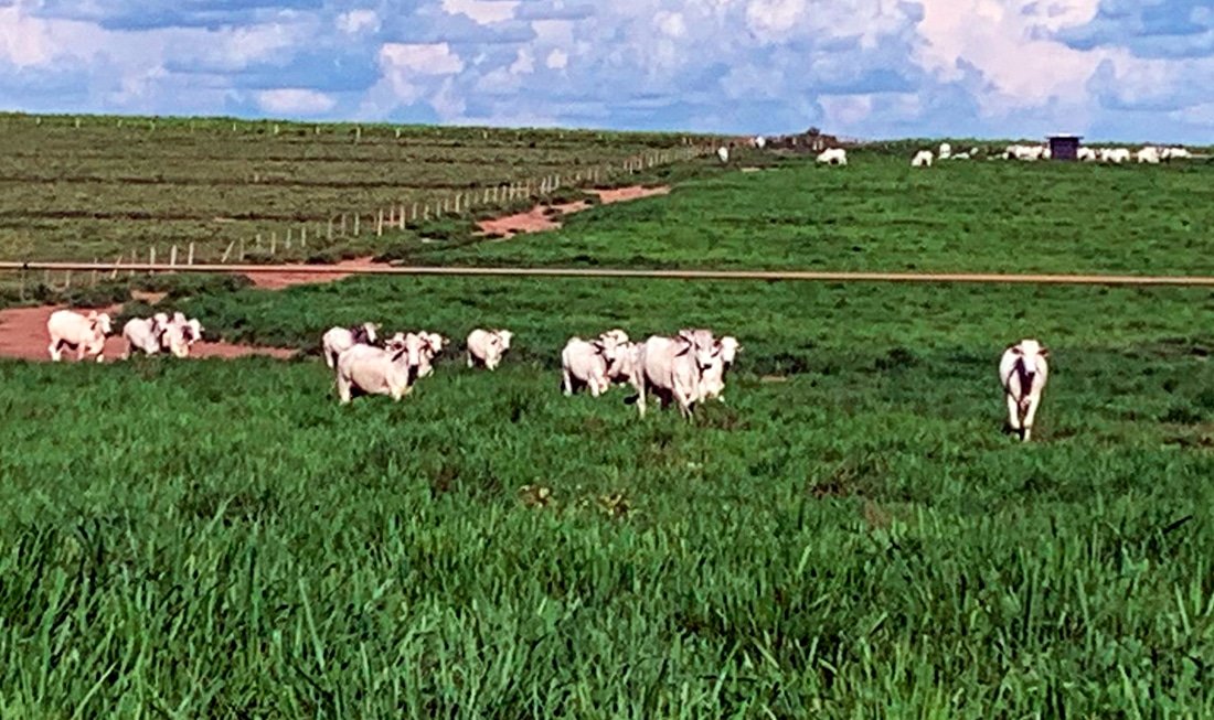 Gado bovino em pastagem em Mato Grosso