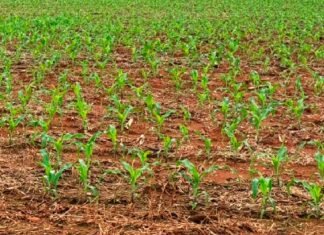 Produtividade do milho em Mato Grosso deve cair 8% na safra 2026/27, aponta Imea Lavoura de milho em fase de plantio