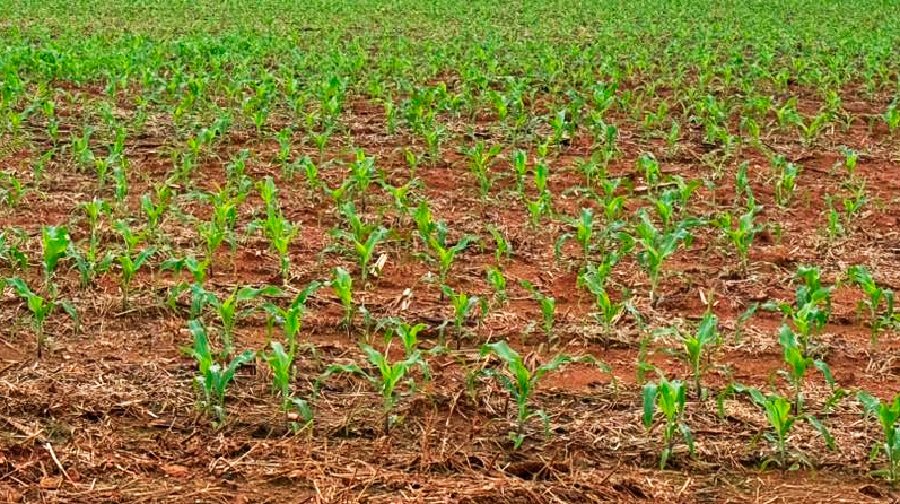 Lavoura de milho em fase de plantio