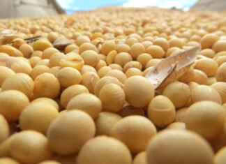 Mato Grosso mantém estimativa de 48,88 milhões de toneladas de soja para a safra 2026/27 Plantio de soja em lavoura de Mato Grosso