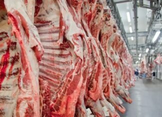 Carcaças de carne bovina em linha de produção