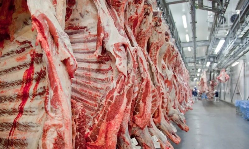 Carcaças de carne bovina em linha de produção