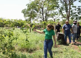 Várzea Grande amplia apoio à agricultura familiar e à diversificação da produção rural Produtor rural em propriedade com cultivo diversificado em Várzea Grande