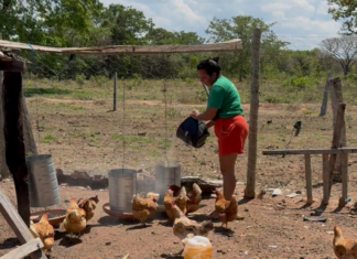 Governo de Mato Grosso investe mais de R$ 1 bilhão em programas de apoio à agricultura familiar Mulher com camiseta verde alimenta galinhas em propriedade rural