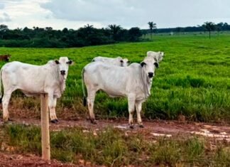 Rebanho bovino em propriedade de Mato Grosso