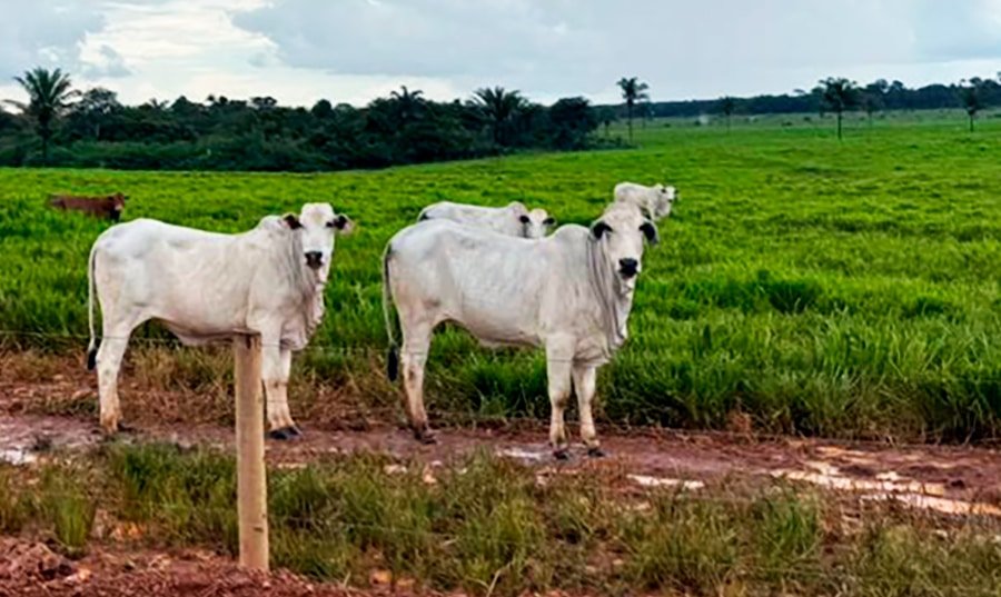 Gado bovino em pasto em Mato Grosso