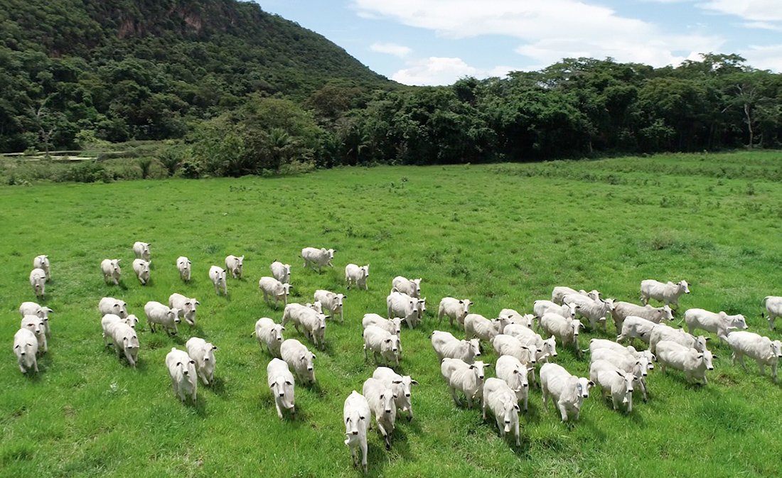 Rebanho bovino em propriedade rural de Mato Grosso