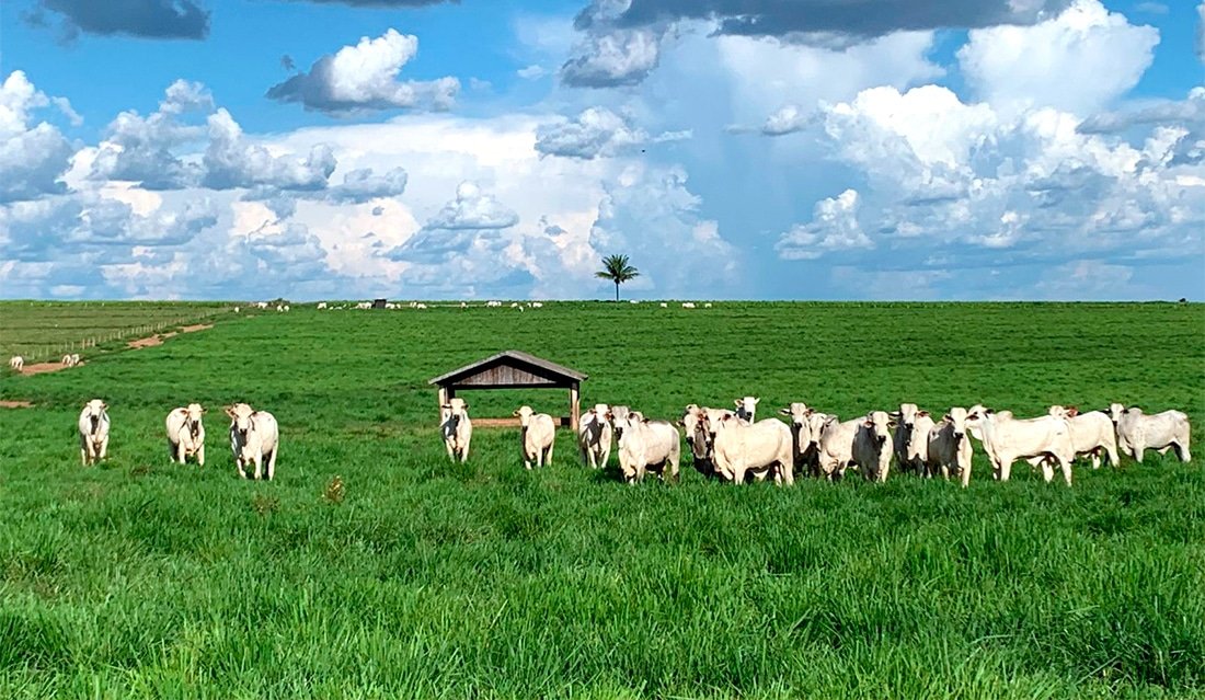 Grupo de bois brancos em pasto verde sob céu com nuvens
